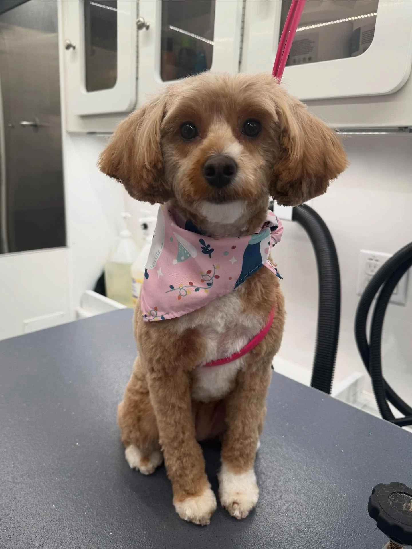 Swipe for bonus content from Heely😆