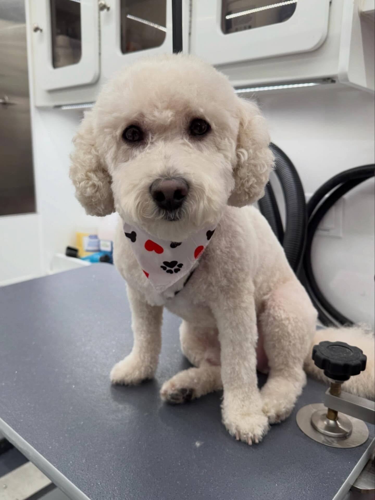 Not one but TWO smiley pups today 😅