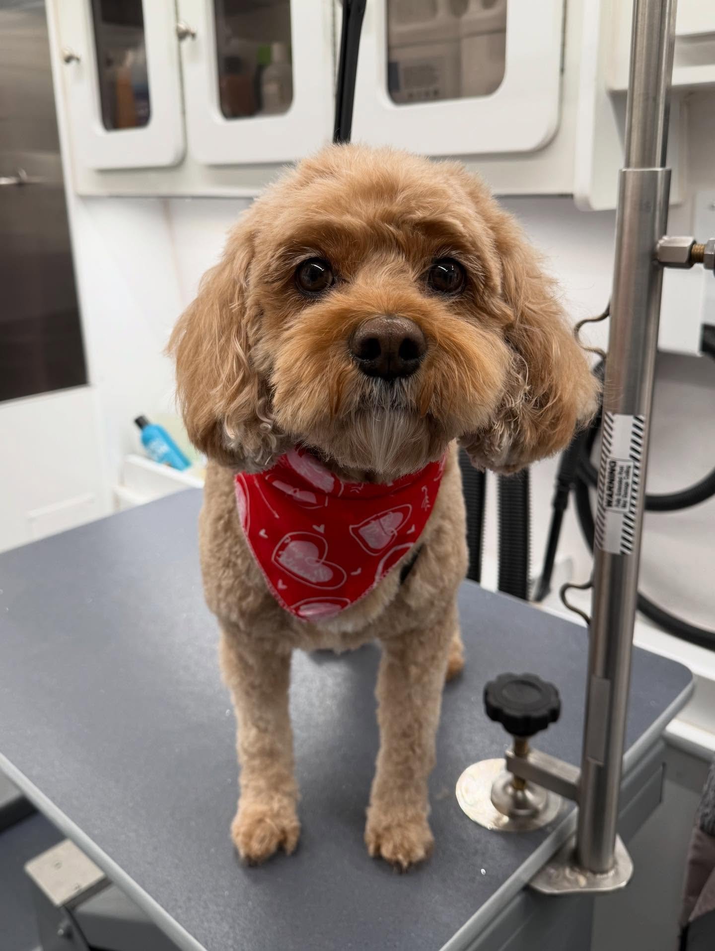 ❤️🩷❤️🩷