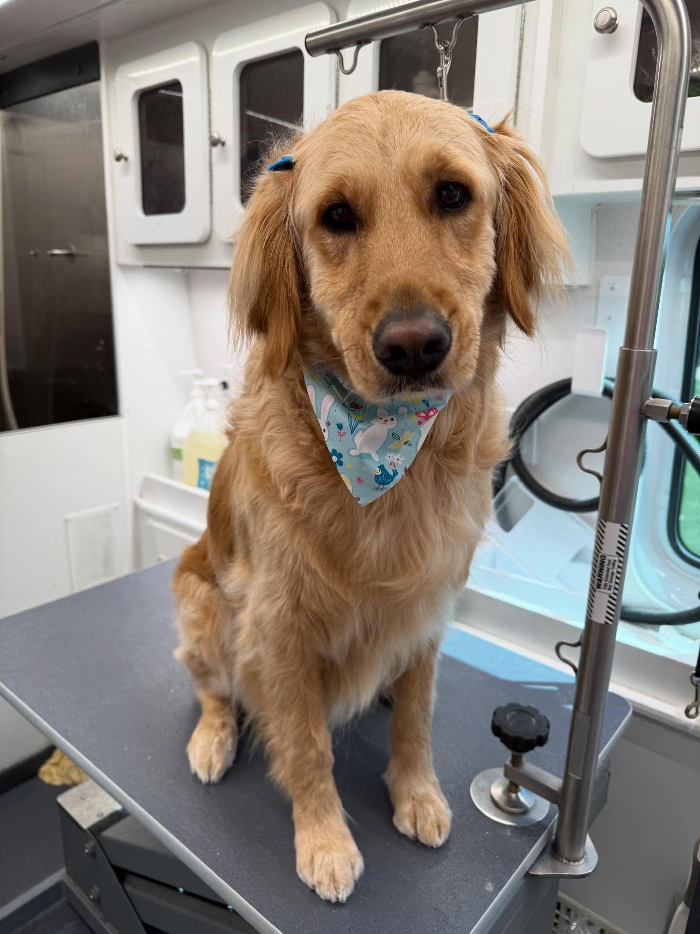A golden a day (or 3) keeps the doctors away🙌🥰