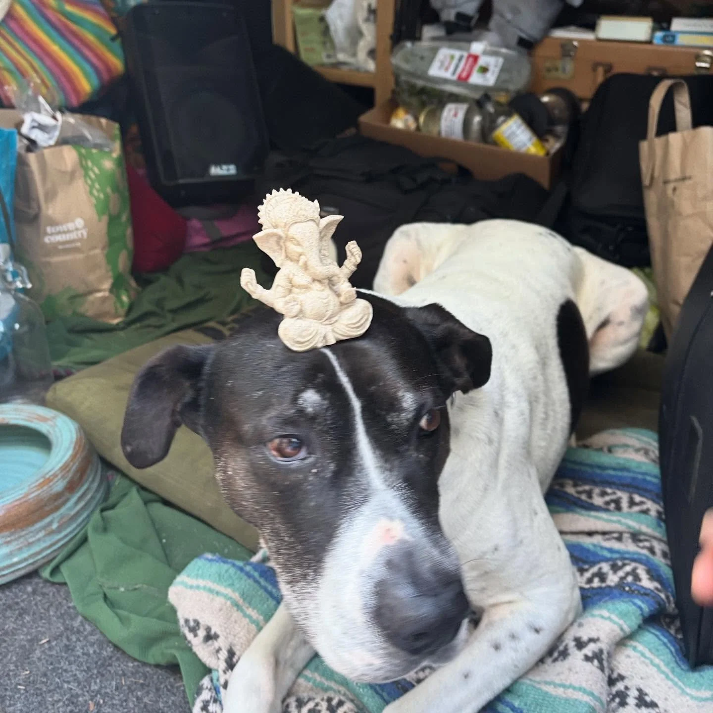 Freedom tour has been a great success 😊 last two shows will be tomorrow Sunday at Williams Grange and Thursday in beloved Mount Shasta 🏔️thank you to all my homies for making this happen also thank you to all the friends we met on the way for their