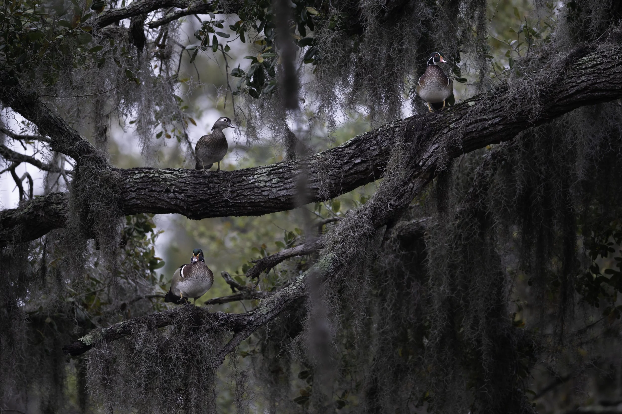 wood ducks