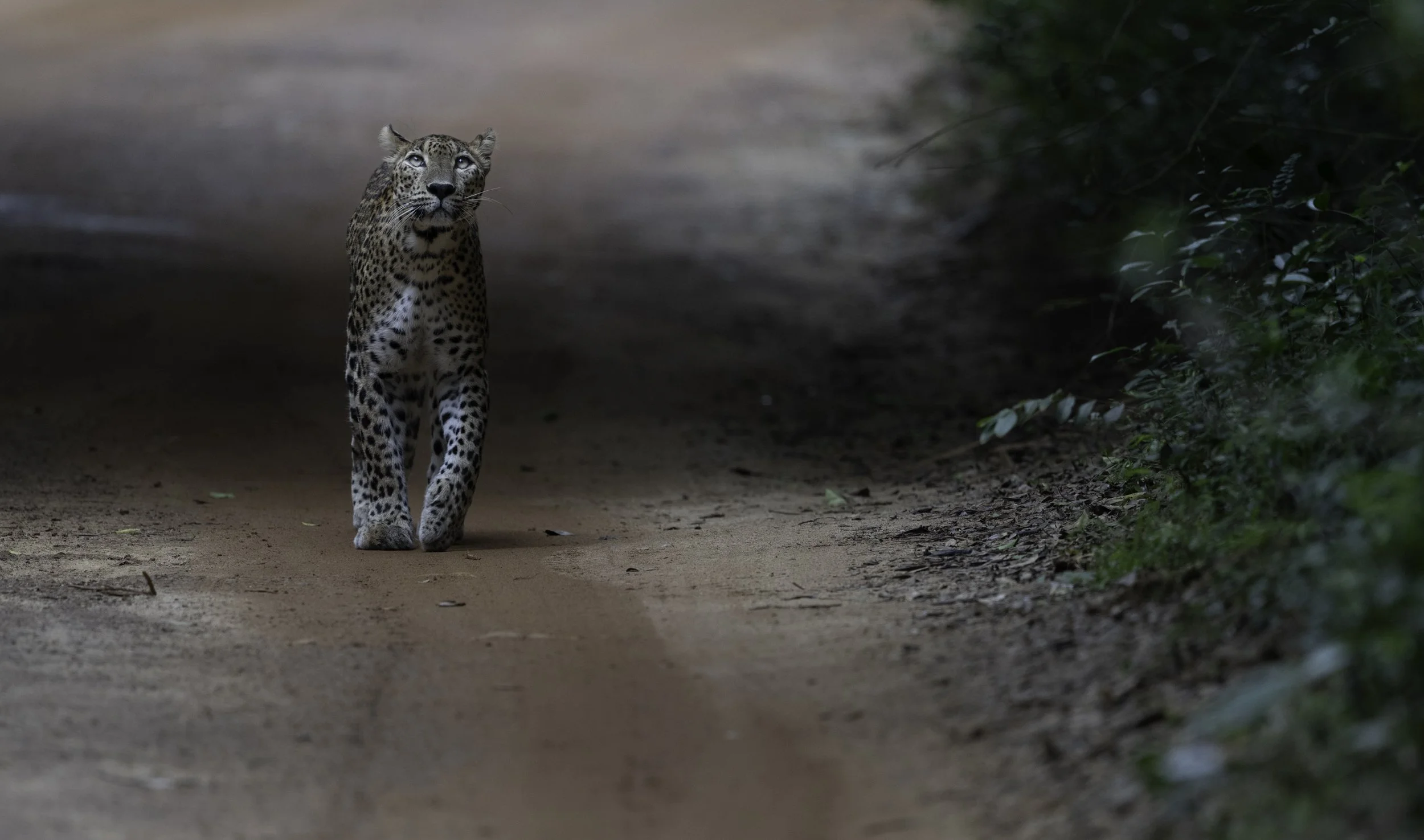 sri lankan leopard