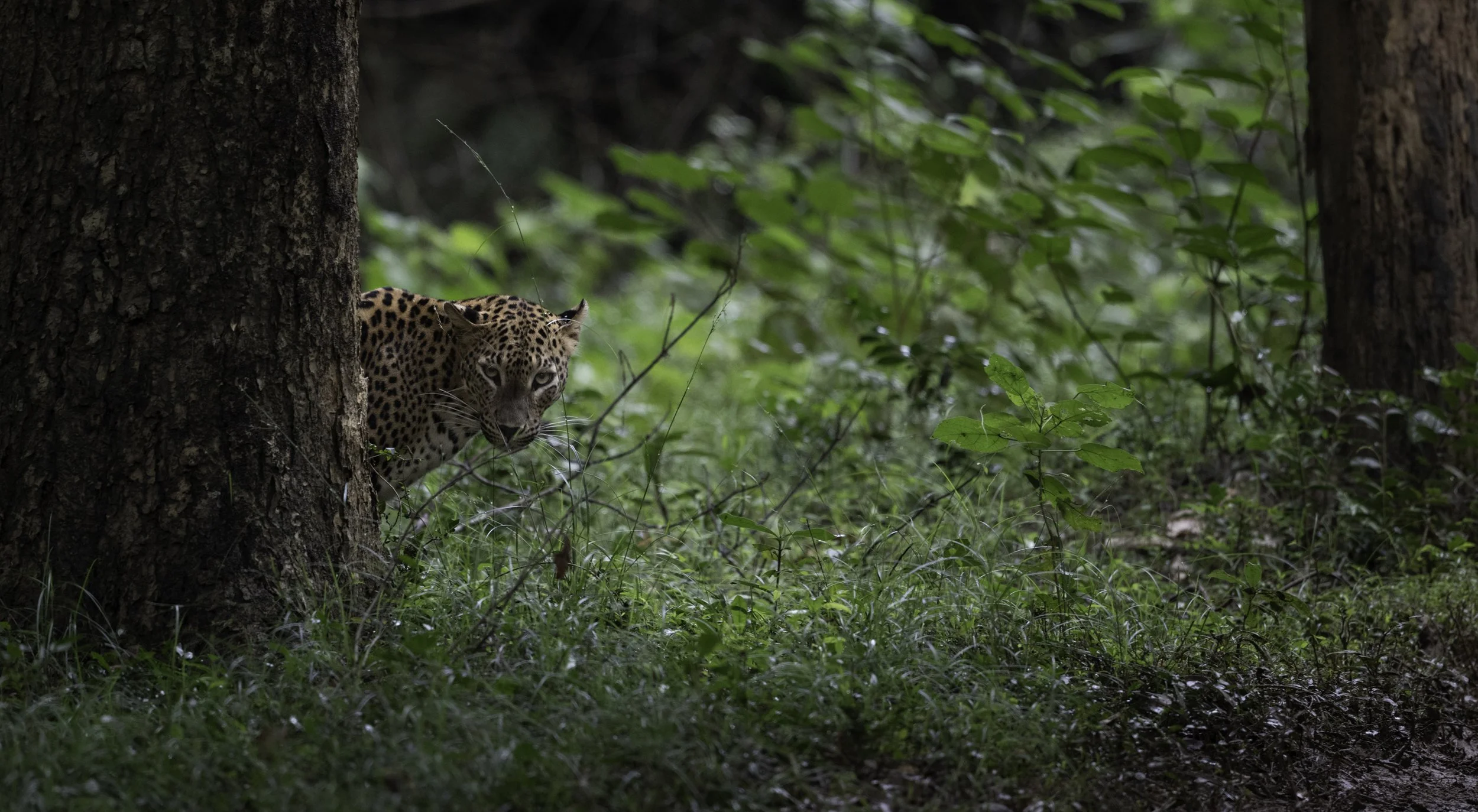 peeking leopard