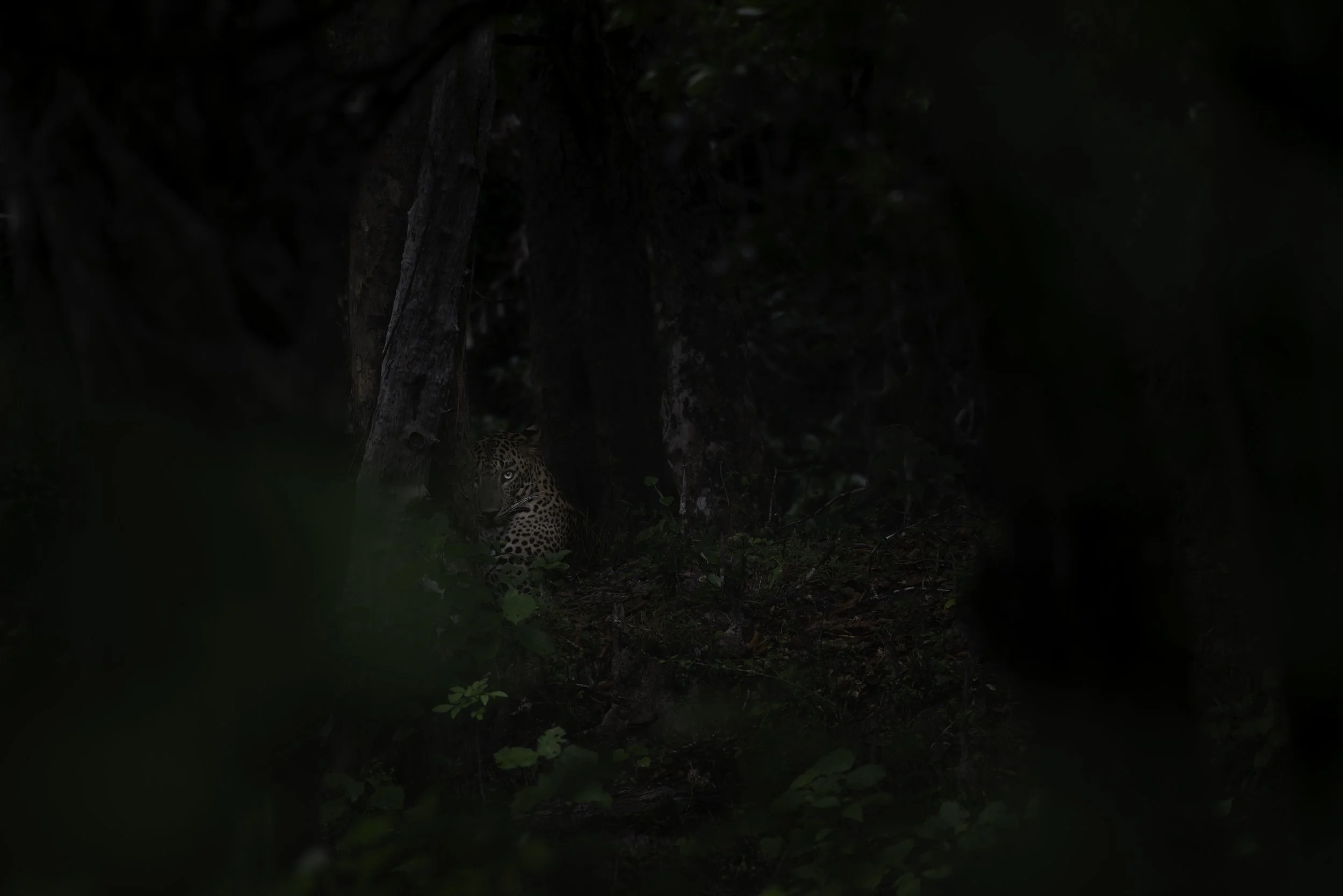the leopard stare
