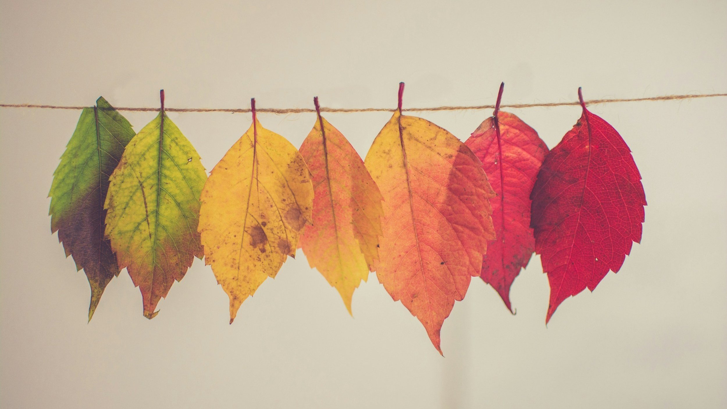 Six autumn leaves hanging on a string, transitioning from green to yellow to red.