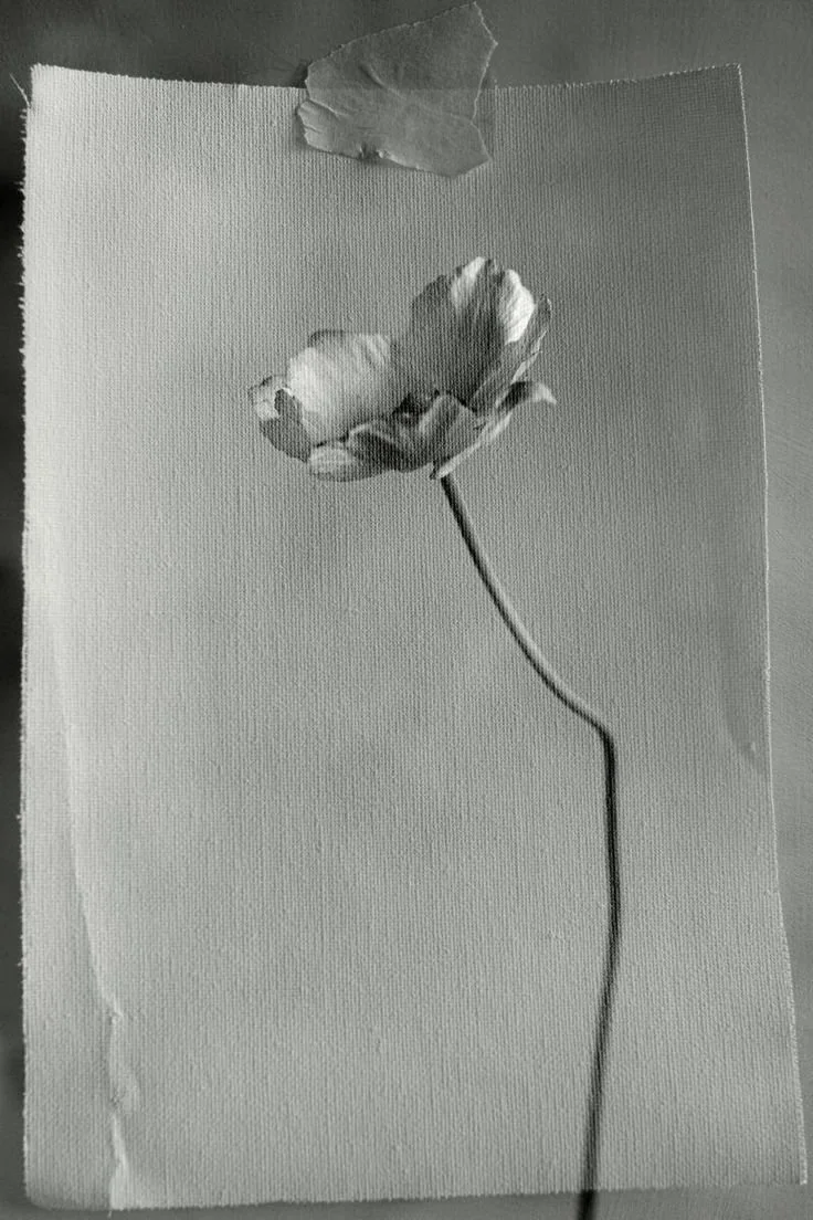 Black and white image of a single flower on textured paper, taped at the top.