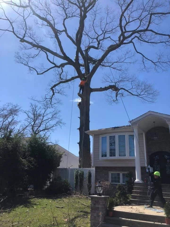 Arbor Tech Tree Service of Long Island