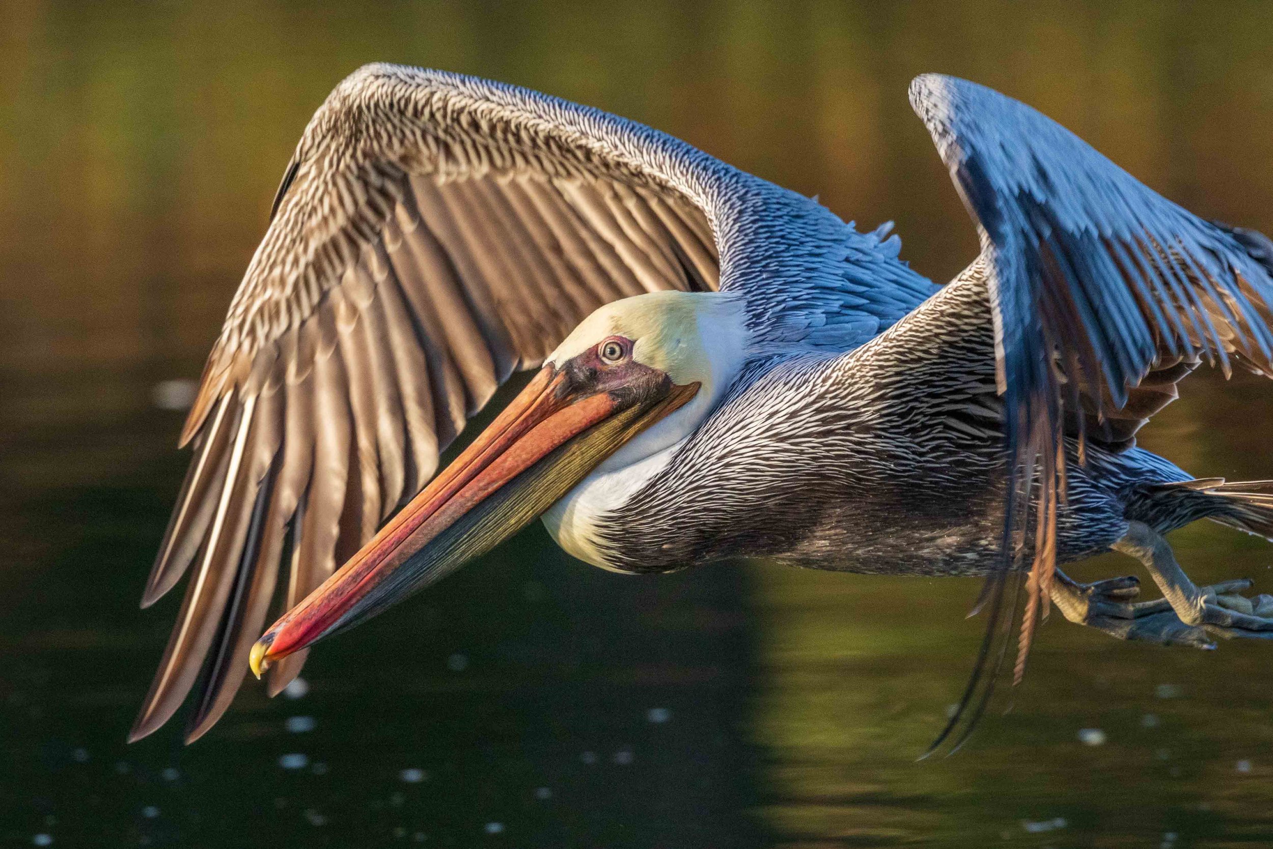 A Brown Pelican lifts off into the sunrise on Corte Madera Creek.