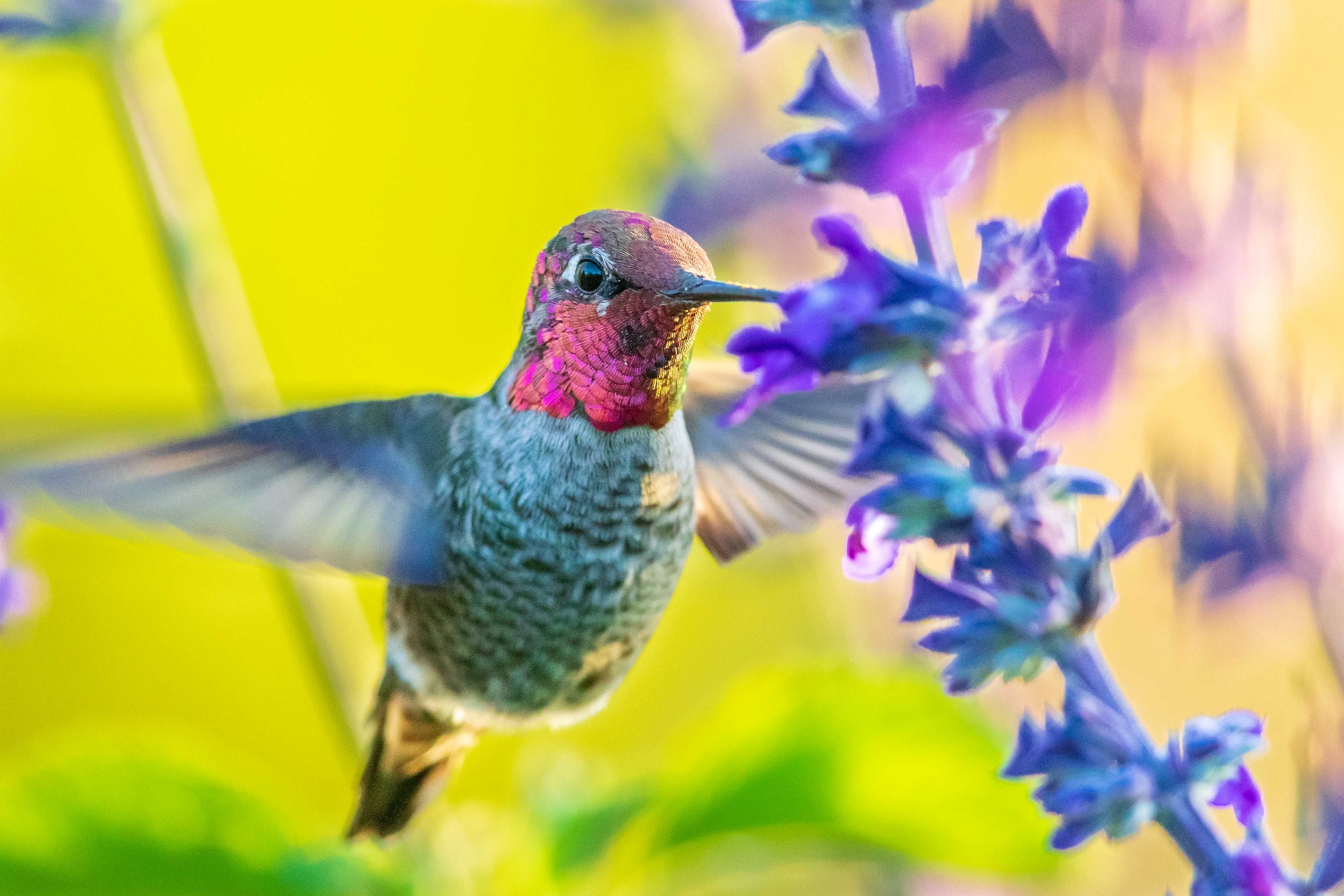 An Anna's Hummingbird in the Larkspur Community Garden.