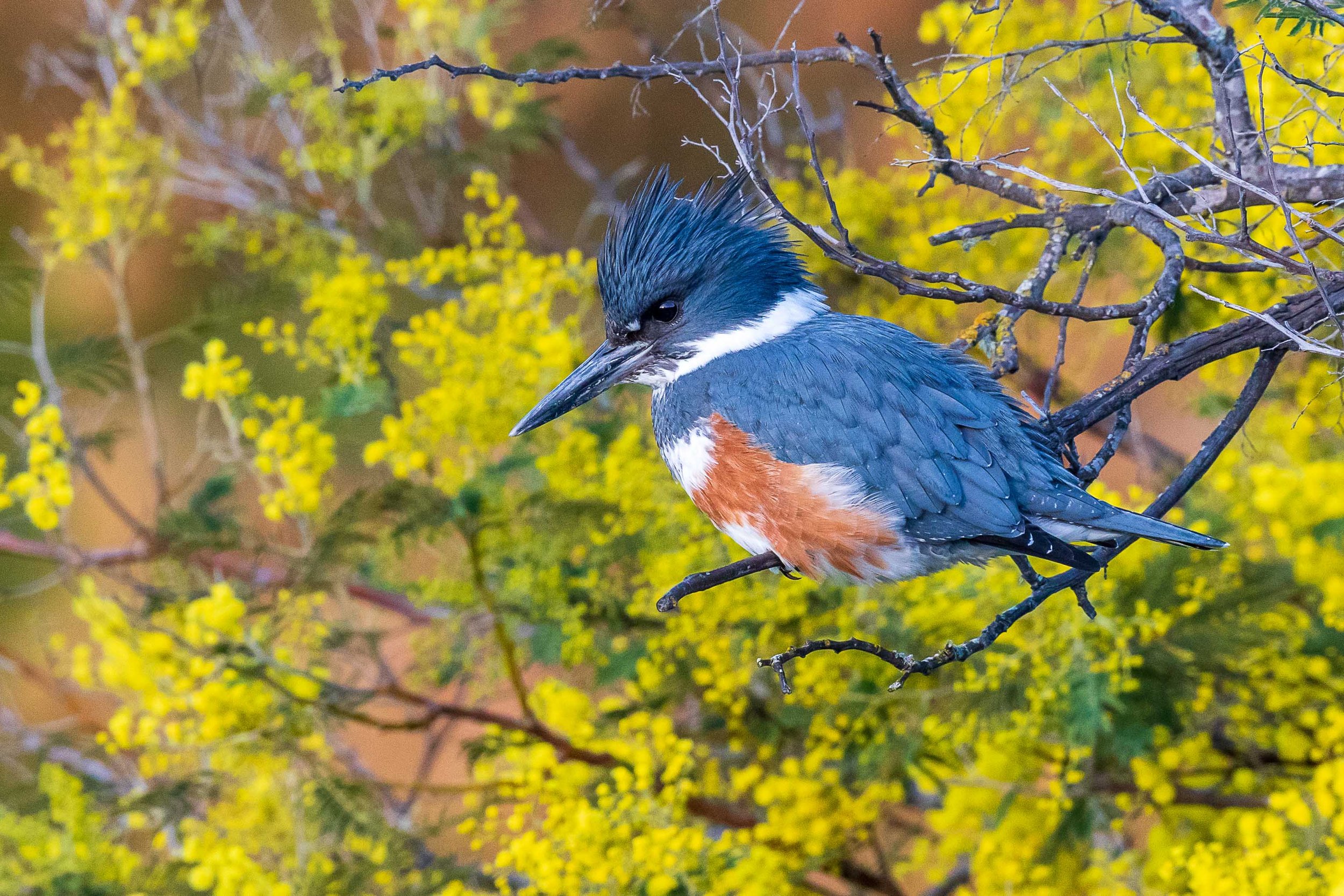 A Belted Kingfisher on the lookout for its next meal.