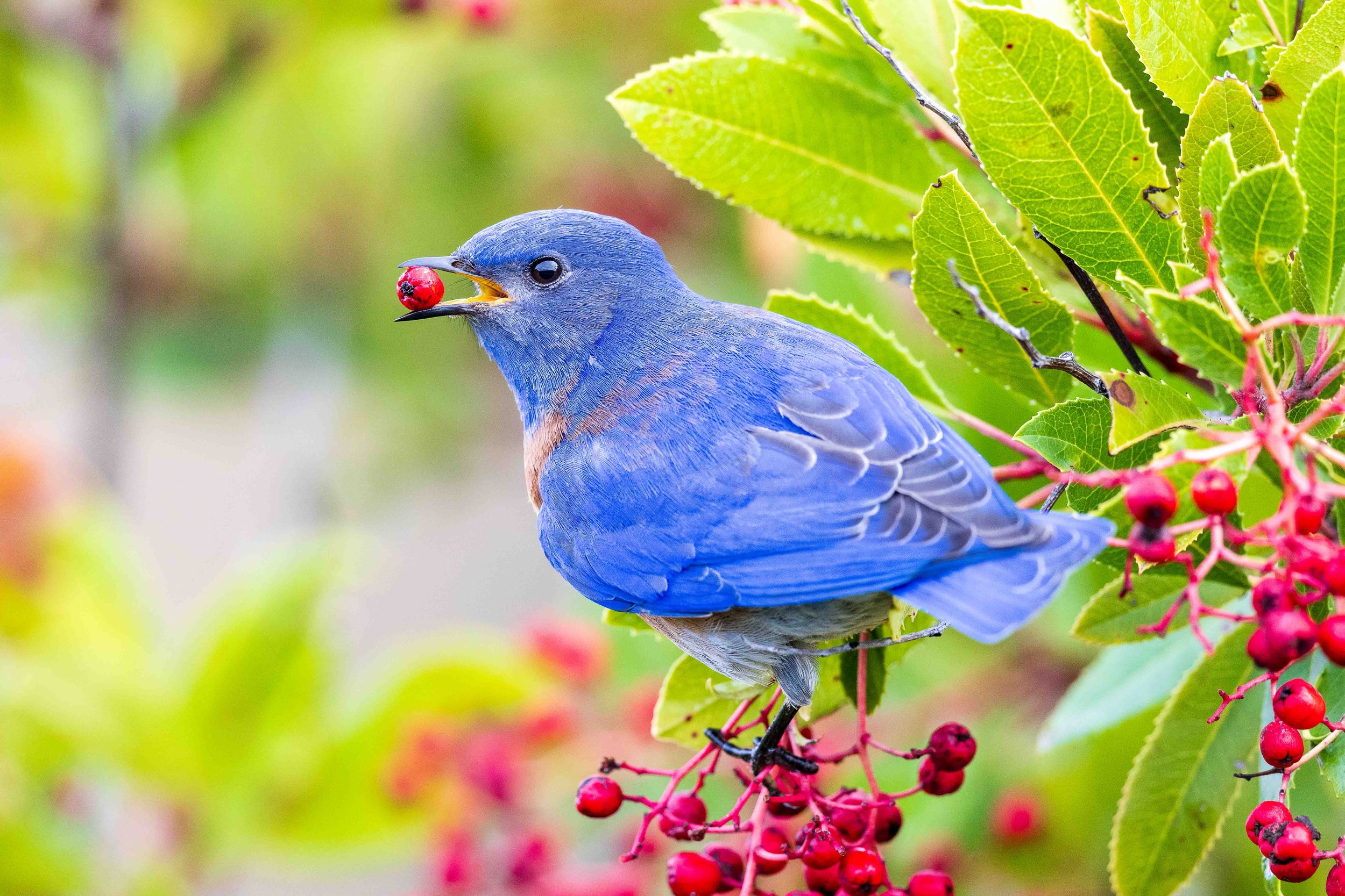 A Western Bluebird noshes on some bright red berries.