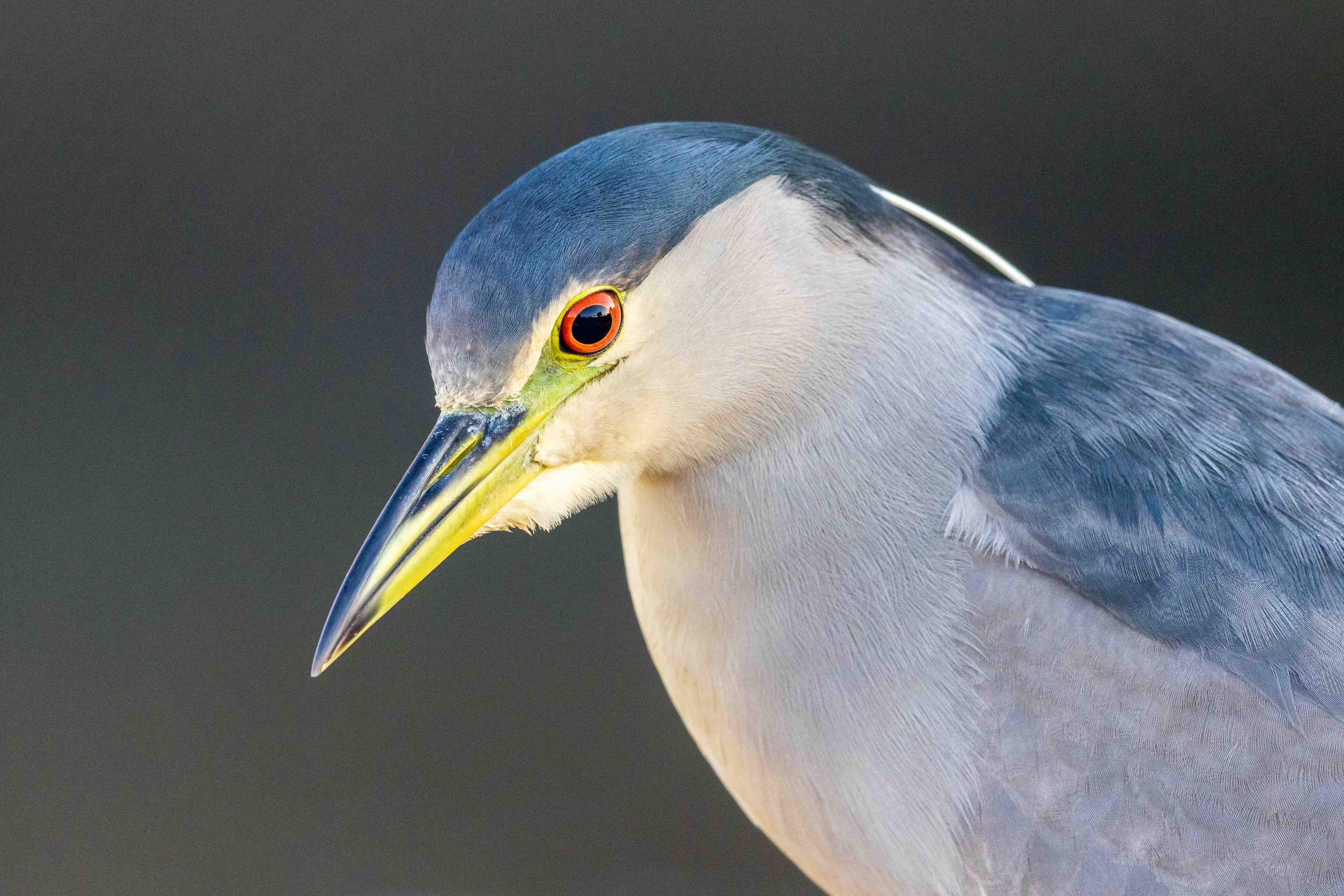 A Black-crowned Night Heron is up with the sun.