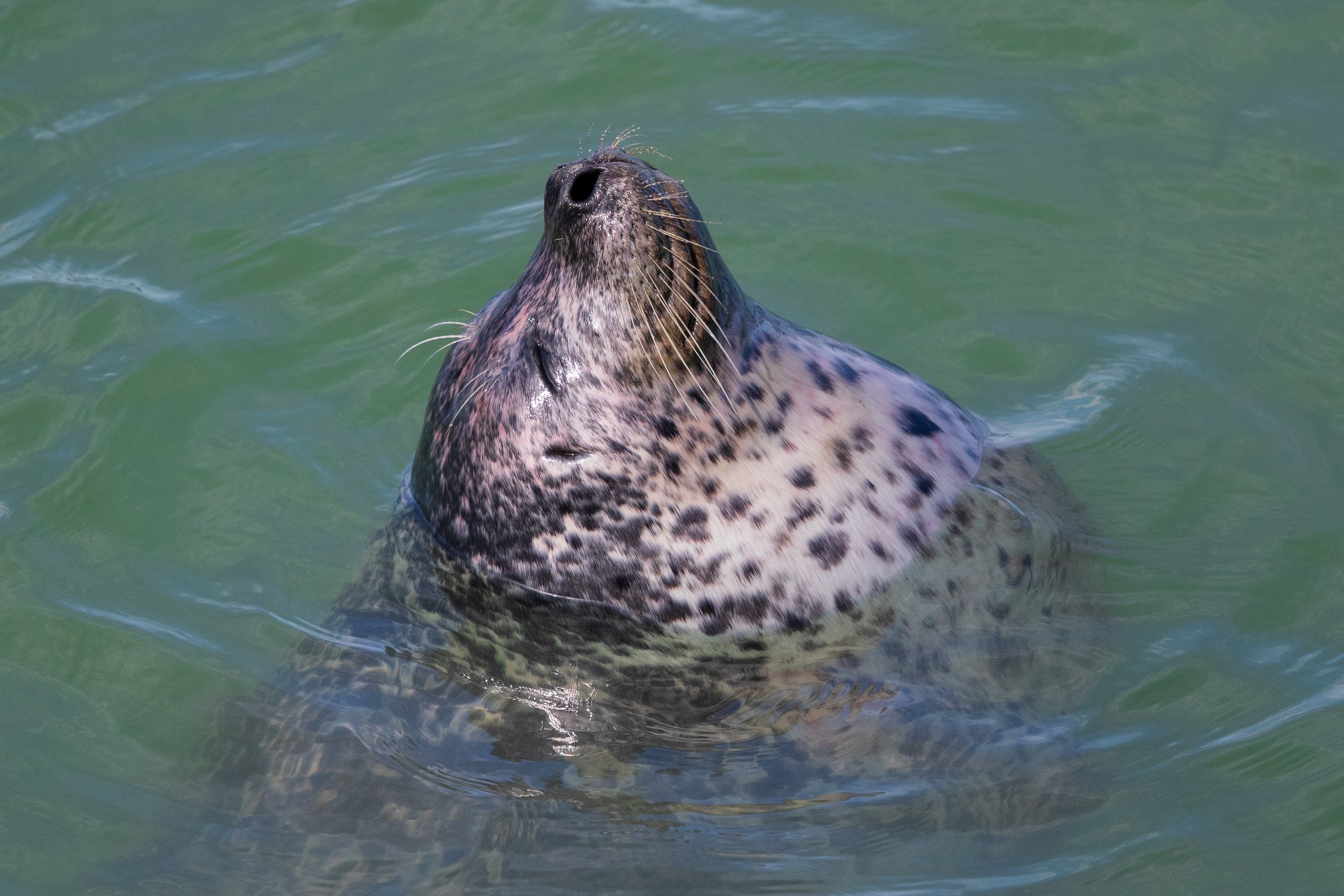 A Harbor Seal chills out in Sausalito.