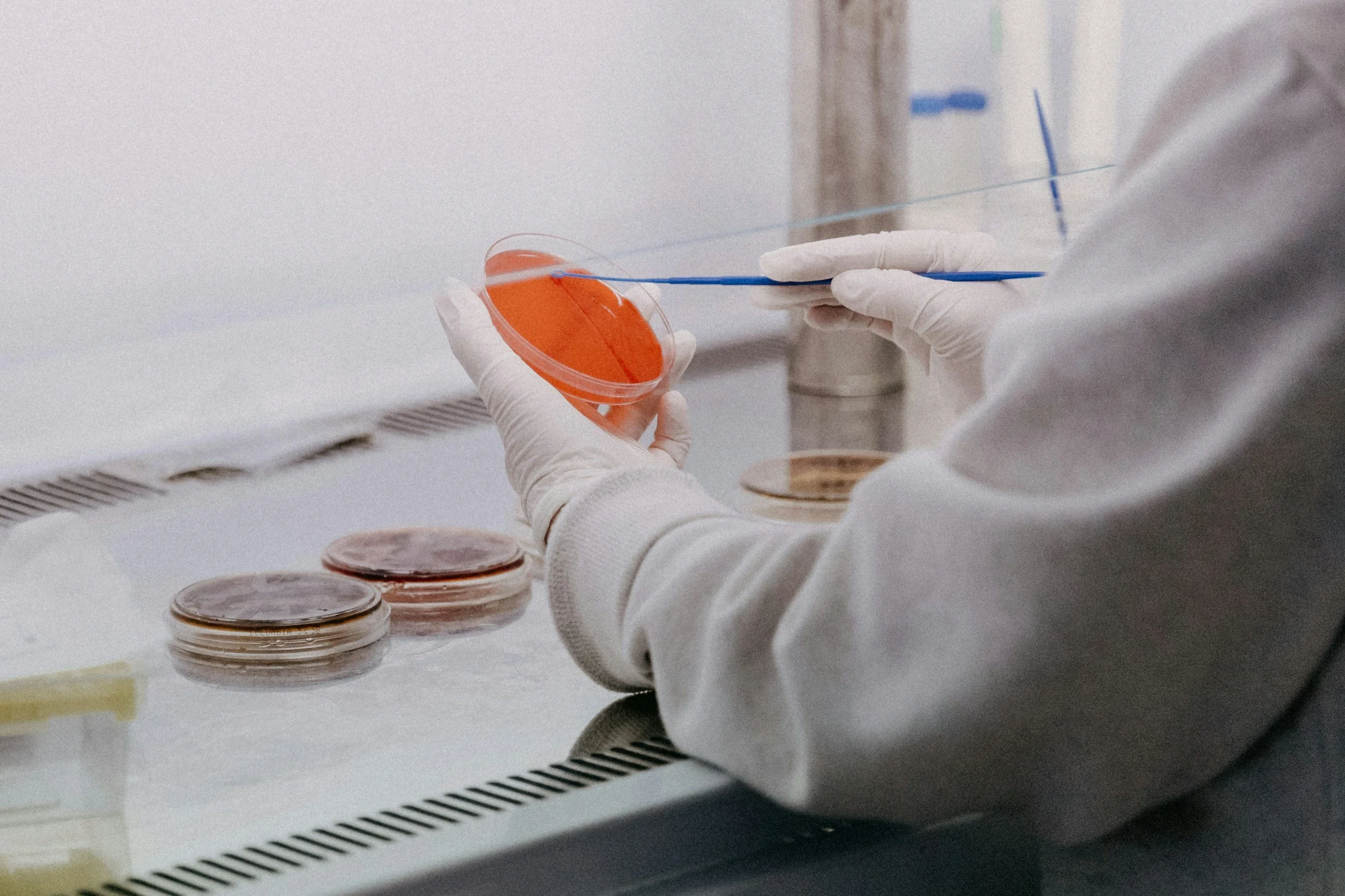Person wearing gloves handling petri dishes with orange and brown agar in a laboratory setting.