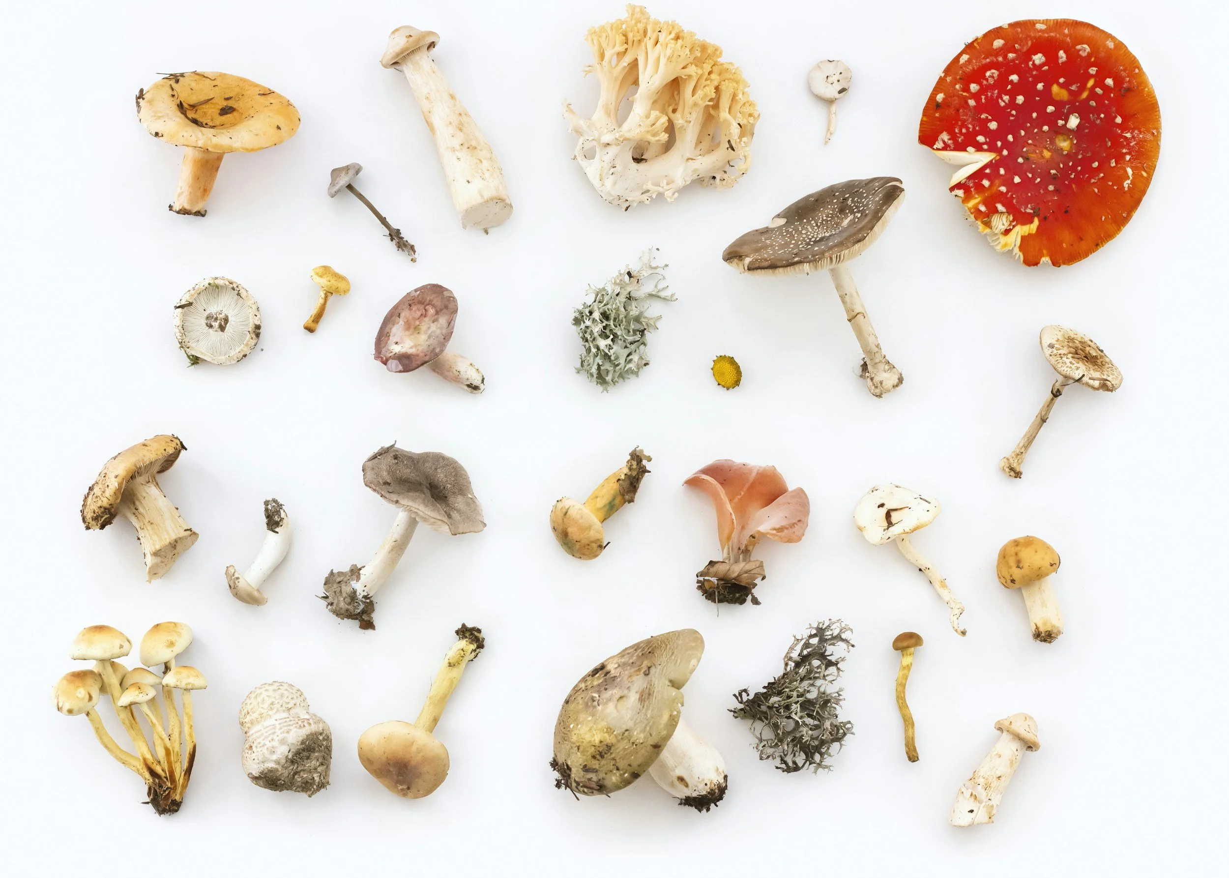 Various types of mushrooms and fungi scattered on a white background.
