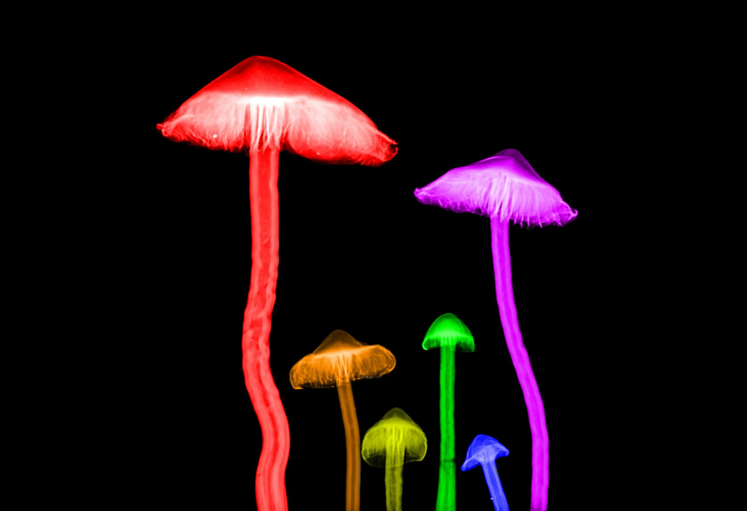 Colorful glowing mushrooms of various sizes on a black background.