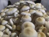 Leucitic Golden Teacher