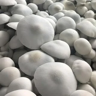 True Albino Teacher (T.A.T)