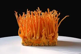 Cordyceps.jpeg