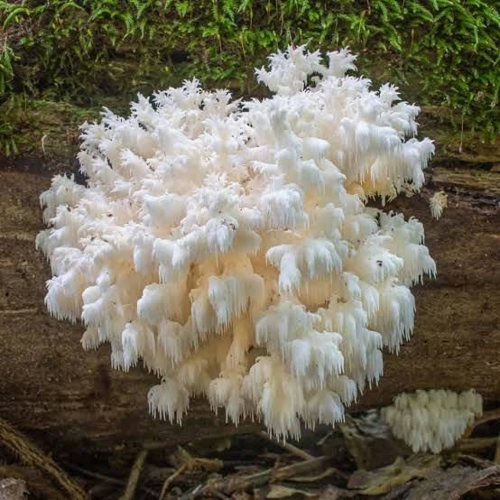 Coral Tooth Fungus.jpeg