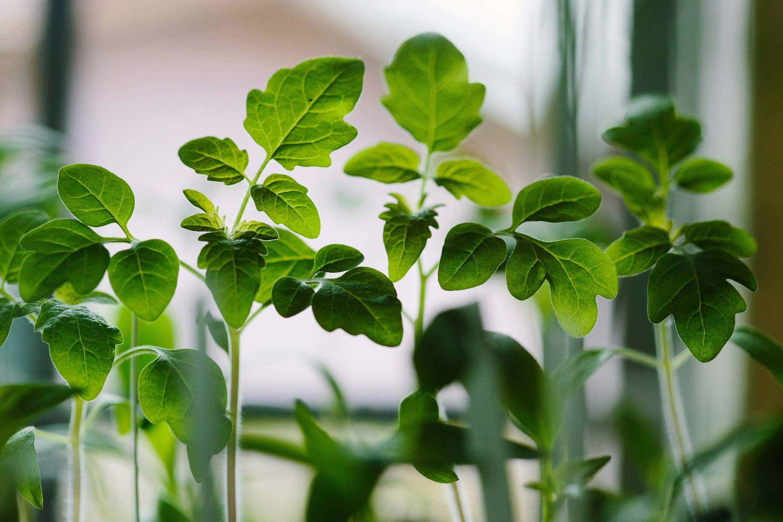 Starter Plant Sale