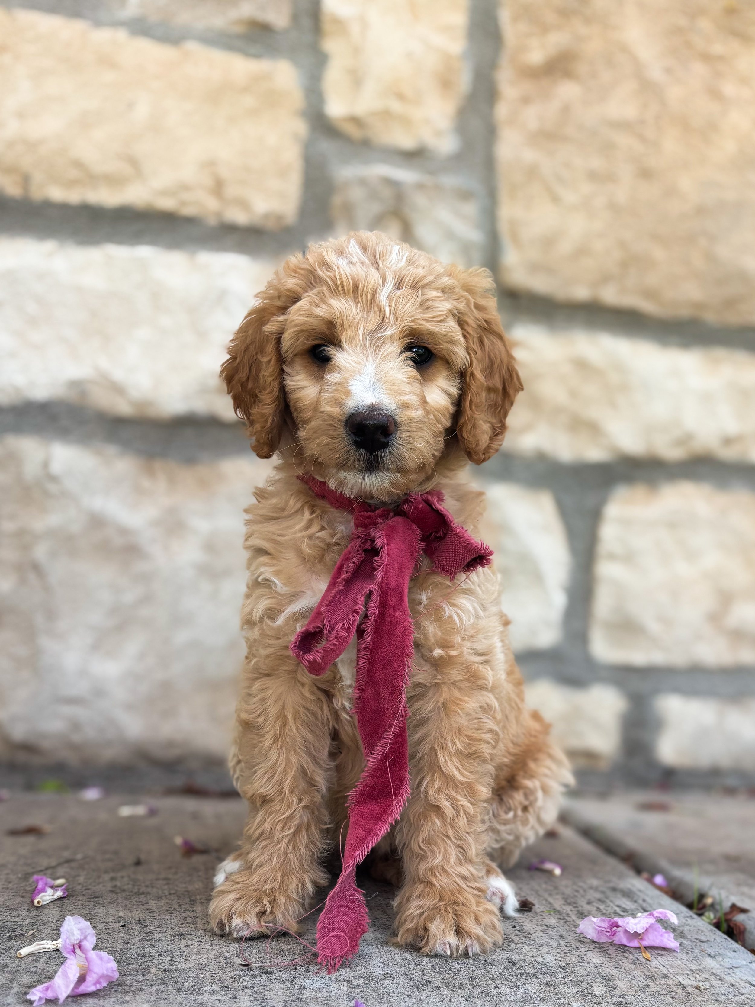 Jane, female - available