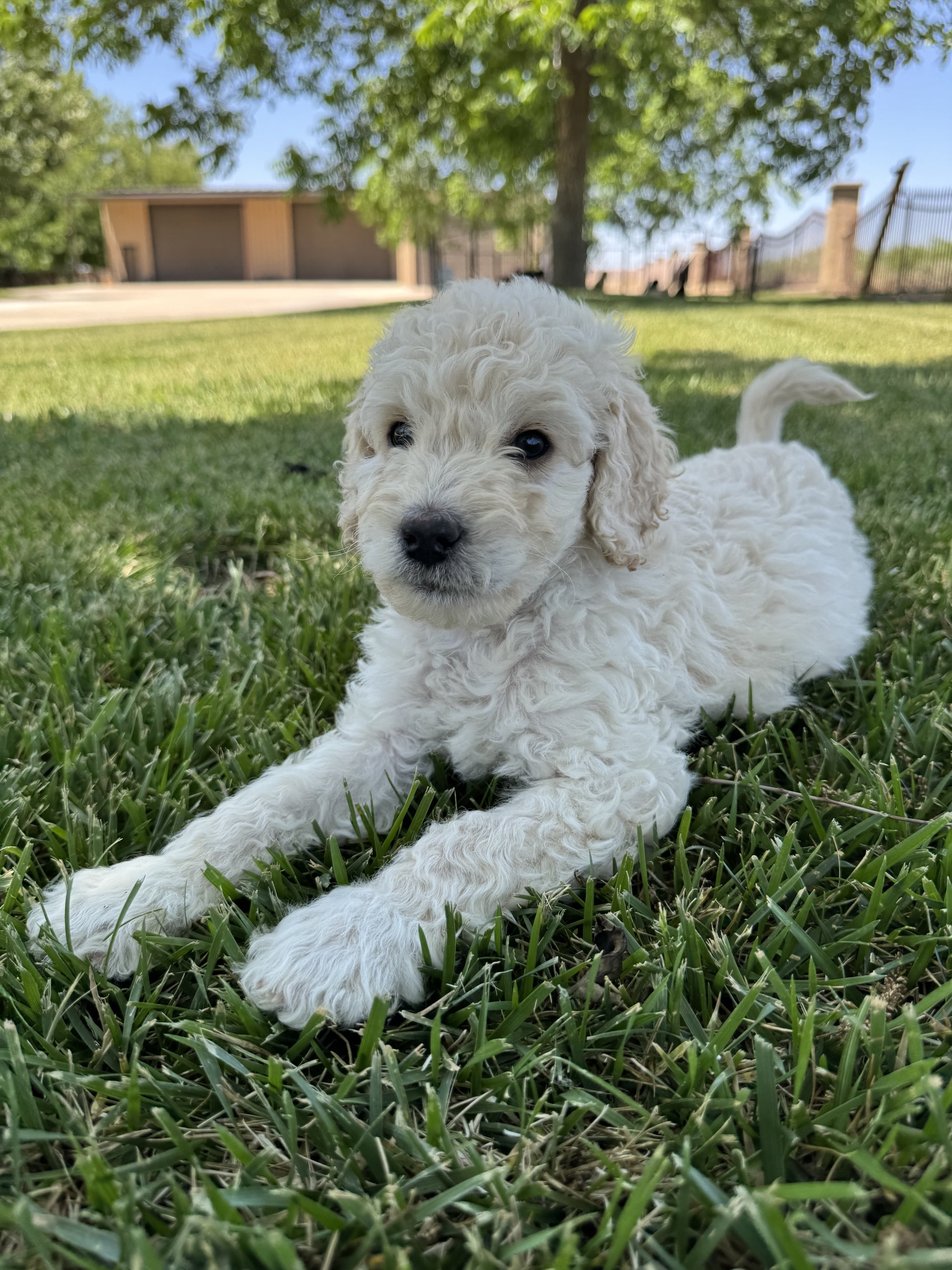 Waldo, male - available
