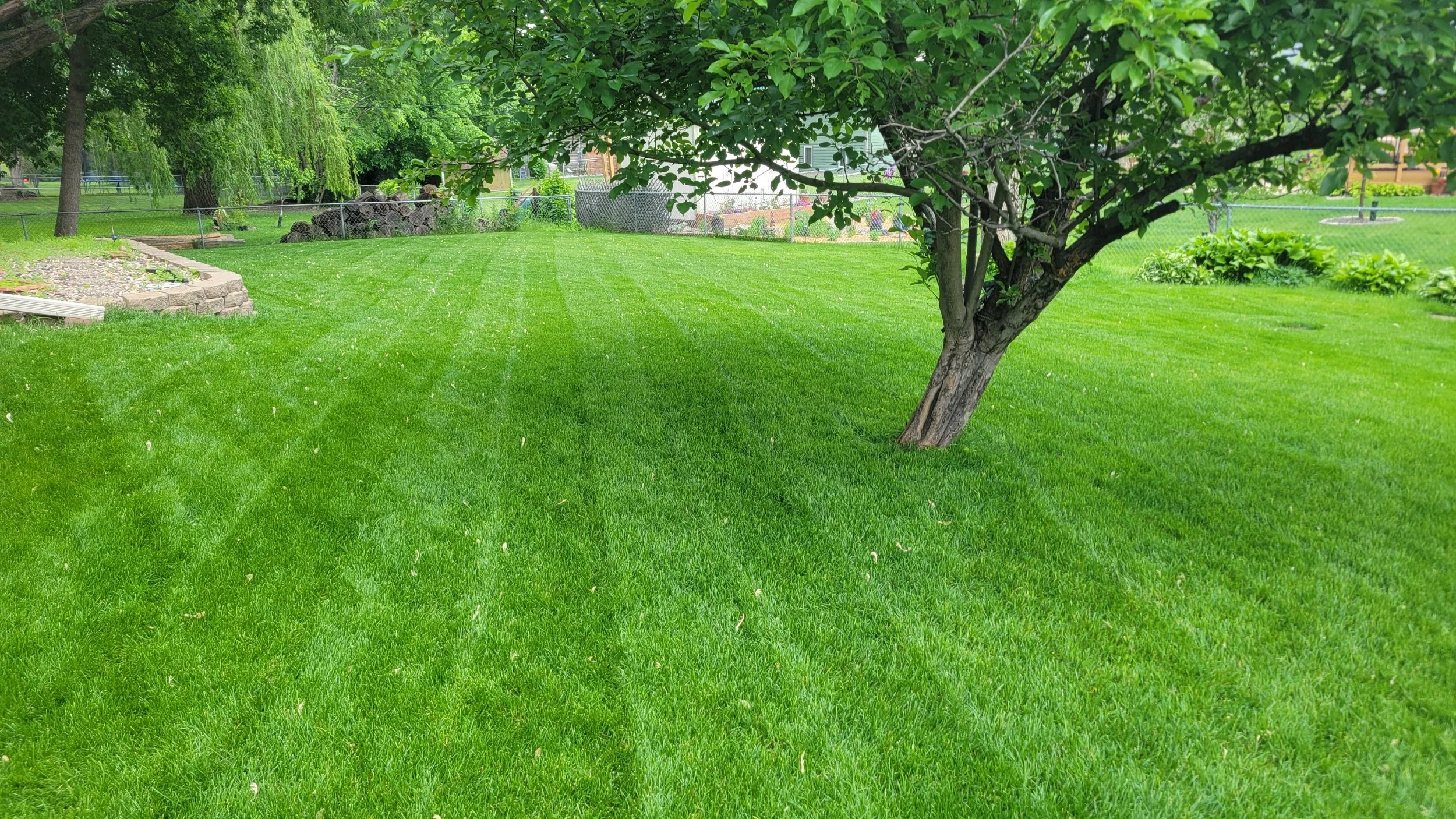 Lush green backyard grass with a tree leaning to the right and a small garden bed on the left, surrounded by a chain-link fence.