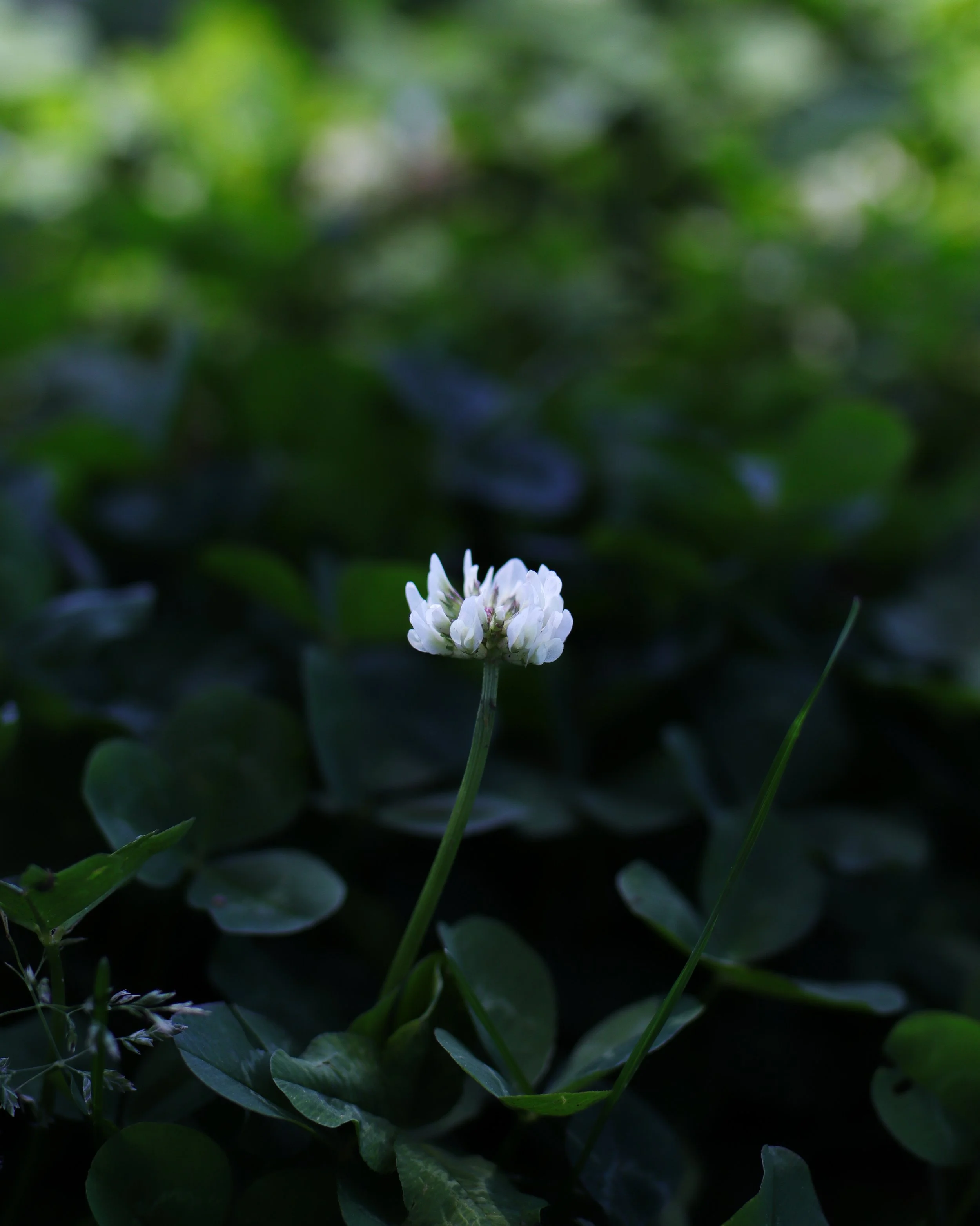 14DBCA02-B412-49E2-A7EA-E81D34AC53EC.jpg