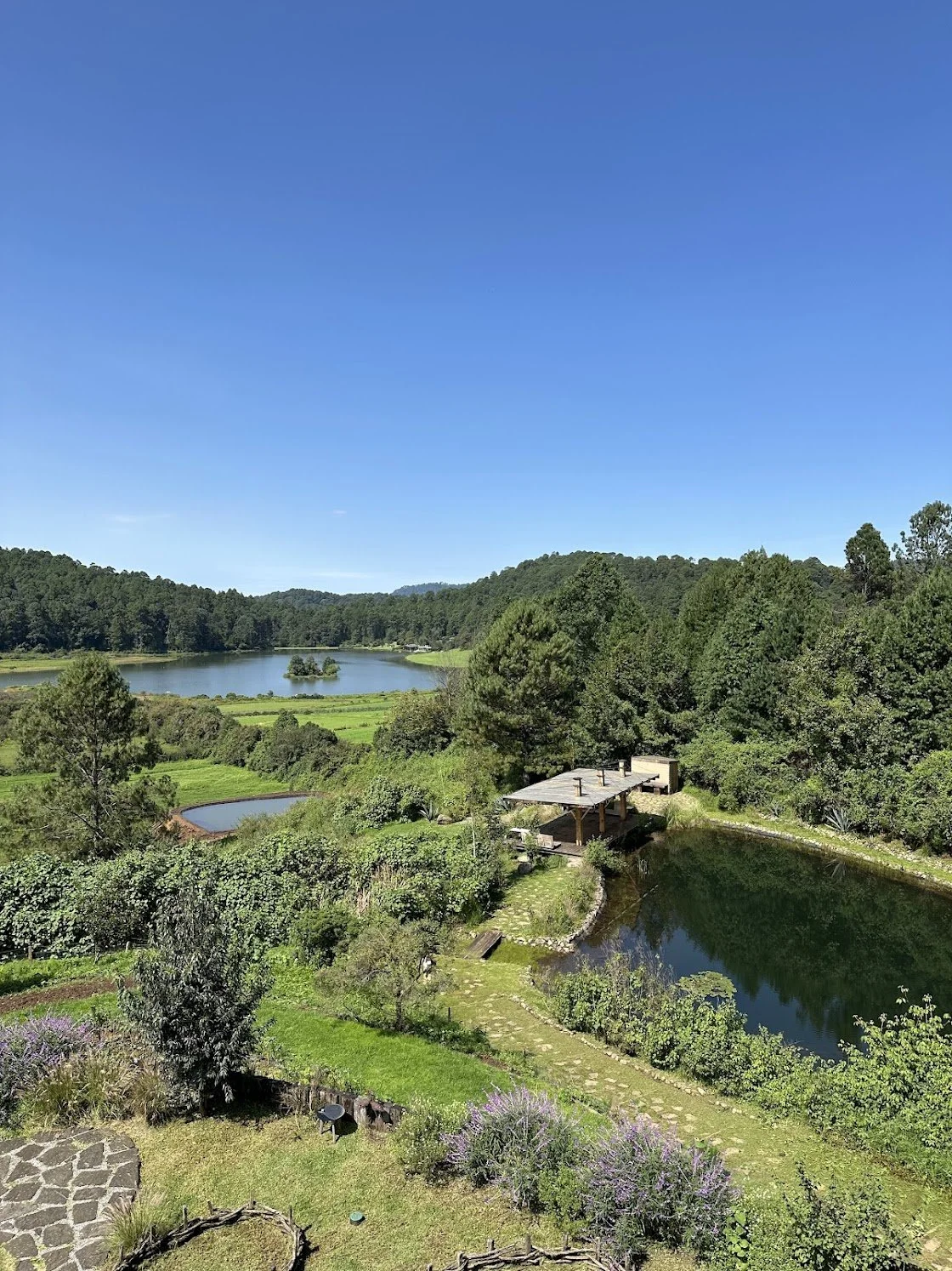 Nature, lake view, water, trees, nature therapy