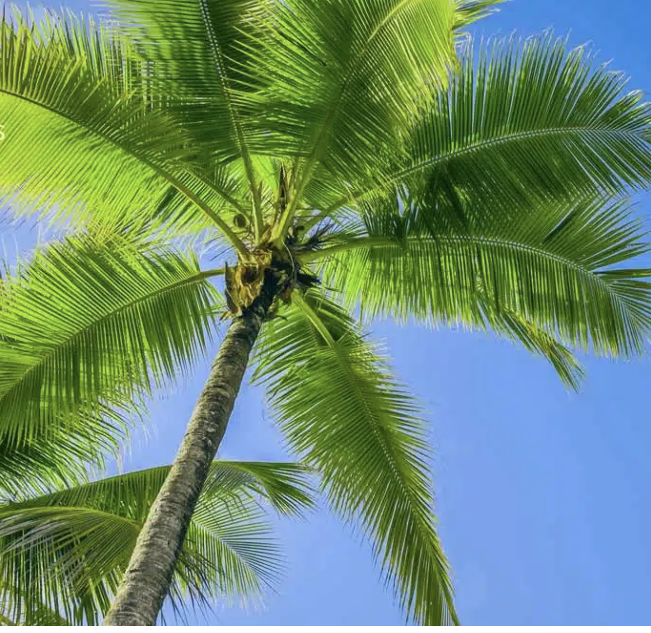 🌴 Kealoha Legacy Package (Premium)