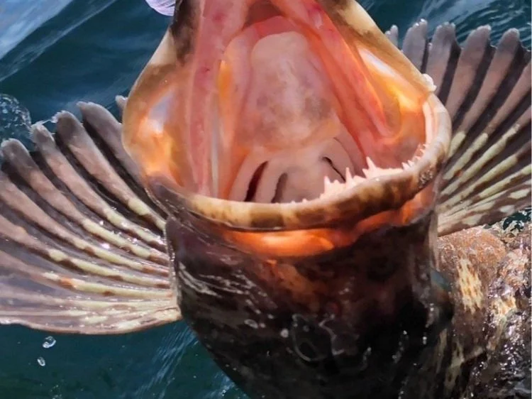 Freshly caught lingcod displayed on a Kodiak, Alaska fishing charter with 11th Hour Fishing Adventures