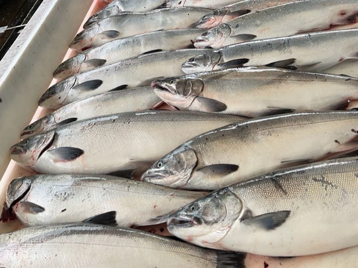 Coho salmon being processed on a table aboard a fishing charter in Kodiak, Alaska, ready for preparation