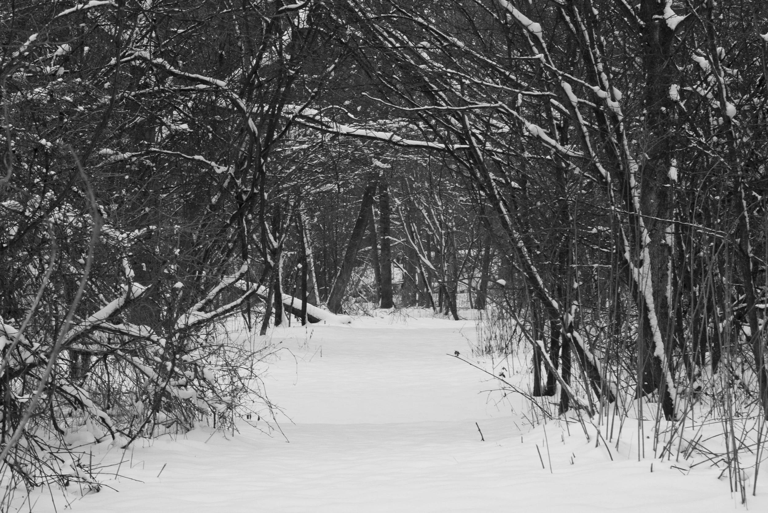Another black-white photo for the SDG Newsgroup bringing attention to the Shelby Wetlands and how the trails still bring beauty in winter times