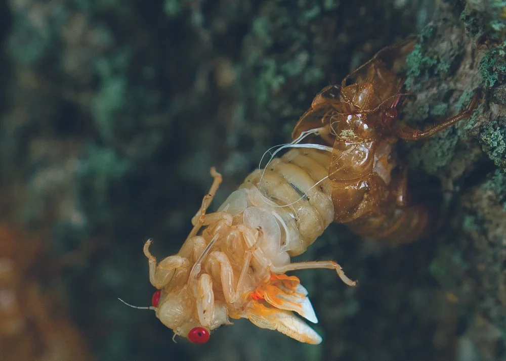 Part of a time lapse of photos taken during the 17-year Cicada emergence in Zanesville, Ohio. The cicadas emerge in huge numbers every 13-17 years in various parts of the country