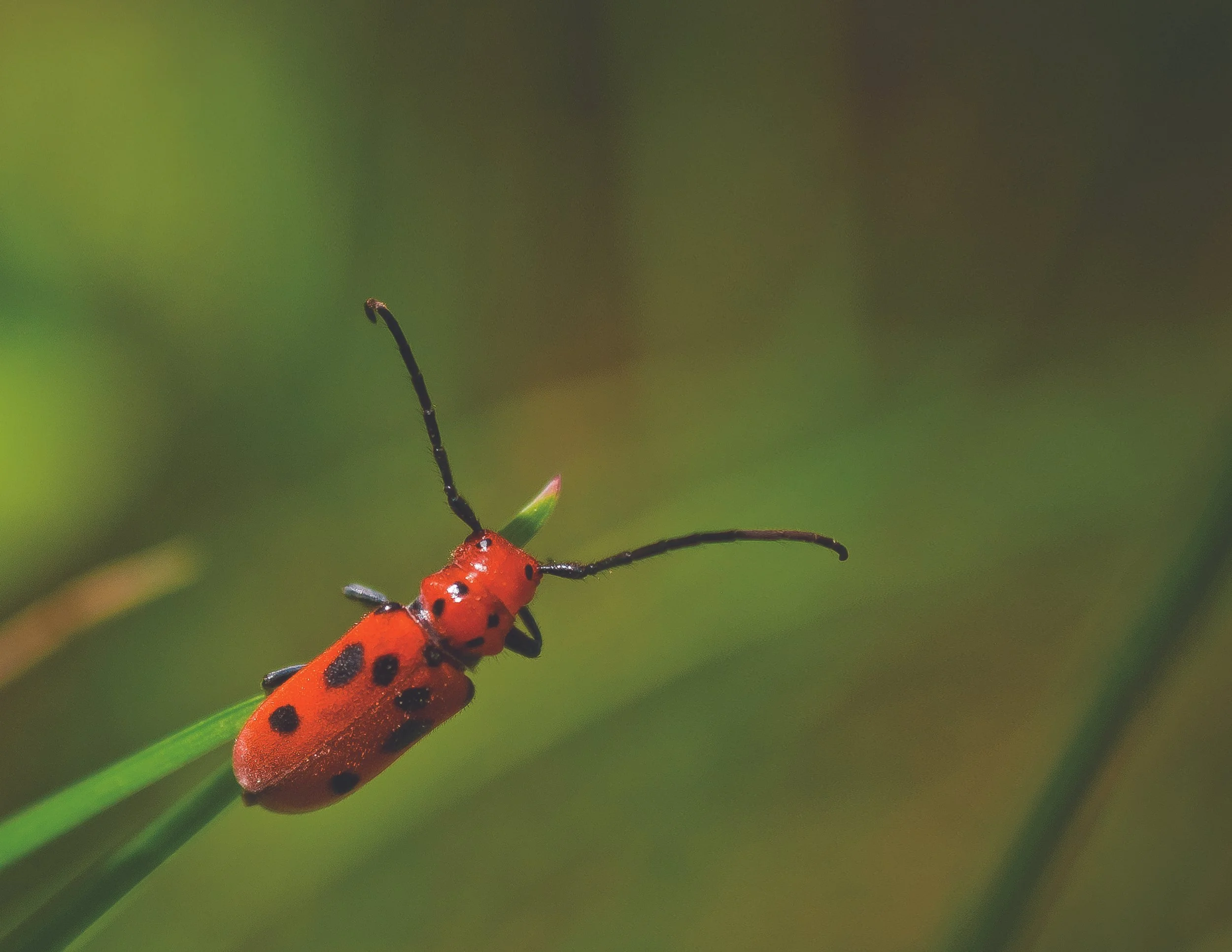 Photograph of a six-spotted beetle preparing for flight, as part of a photography project showcasing backyard flora/fauna