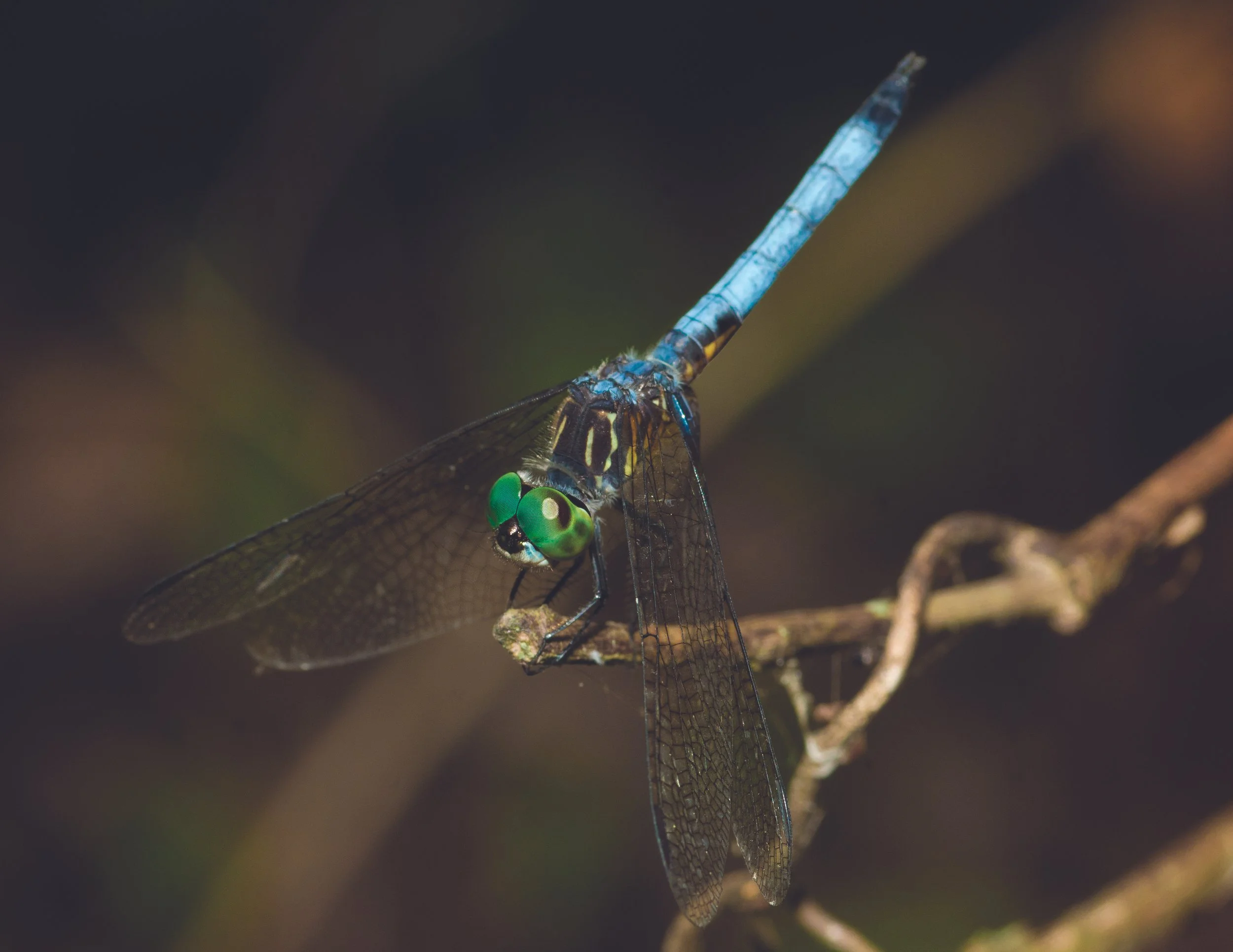 Macro photo of a common blue dasher dragonfly, part of a project on backyard flora/fauna