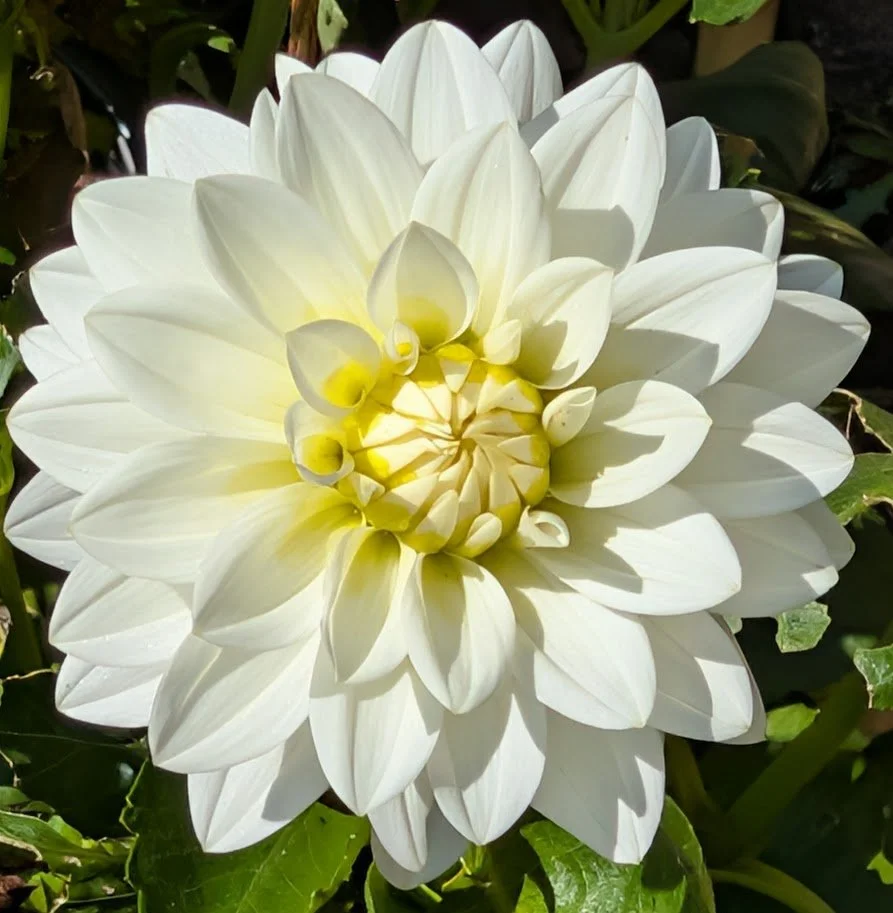 Bride to Be Dahlia Cutting