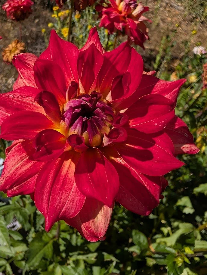 AC Rosebud Flower 2.jpg