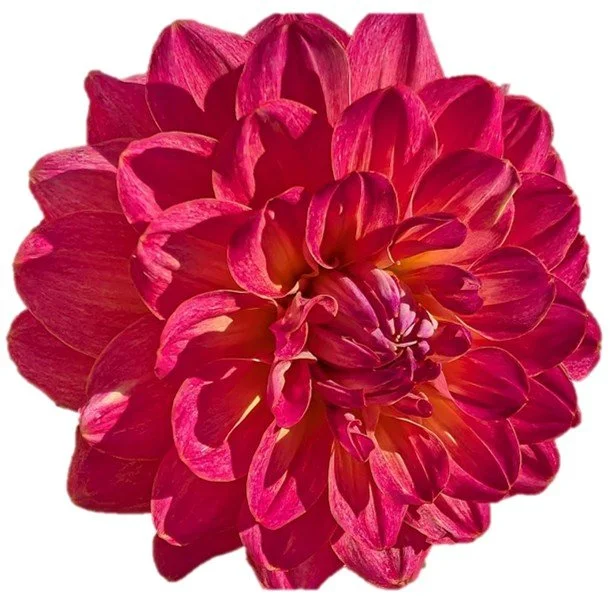 Umpqua Sunrise Dahlia Cutting