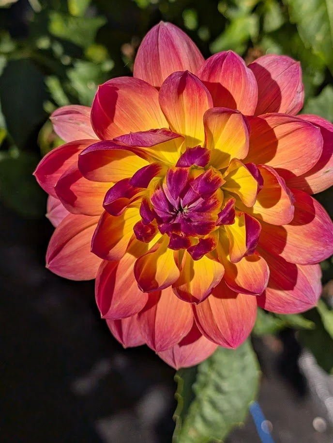 umpqua sunrise.1.jpg