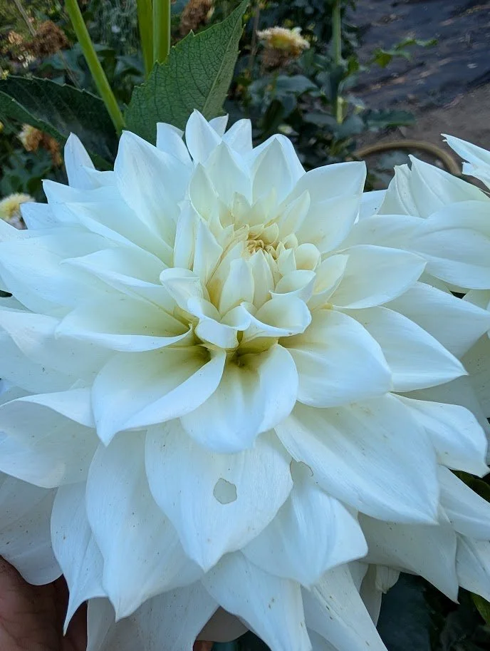 karma maarten zwaan.1.jpg