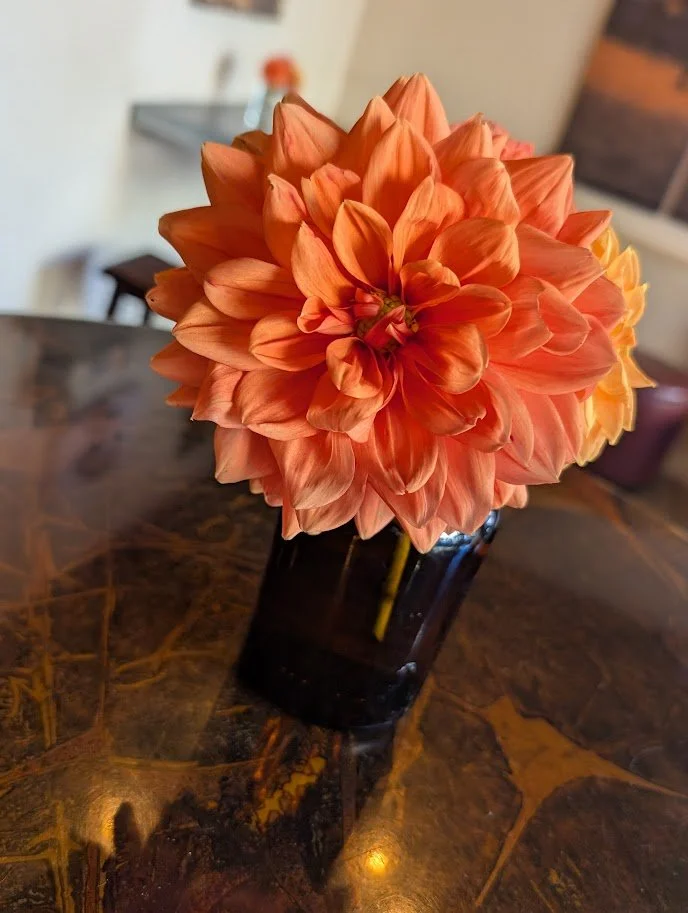 Teddy Dahlia Cutting