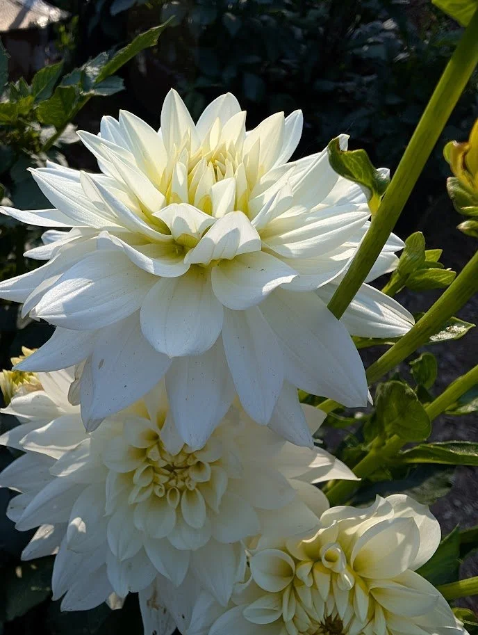 karma maarten zwaan.jpg