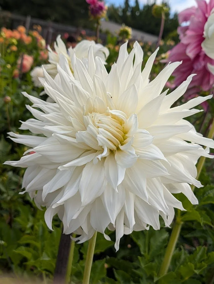 KA's® Khaleesi Dahlia Cutting*