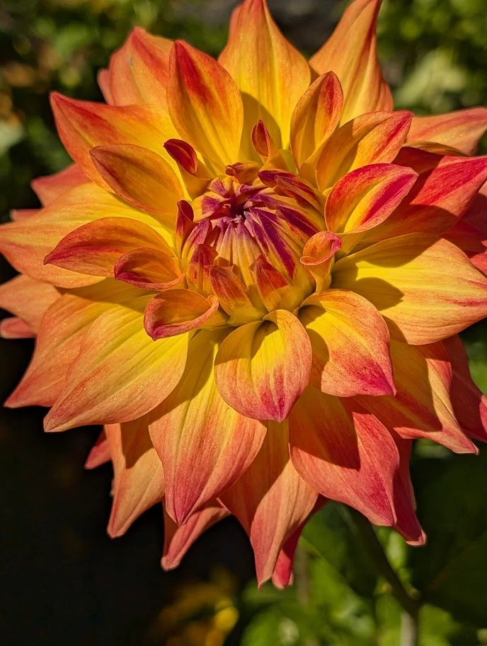 AC Rosebud Flower.jpg