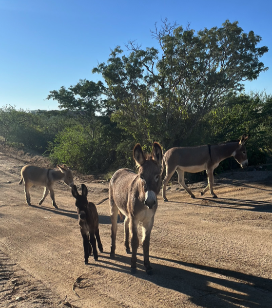 Three donkeys and two mules standing on a dirt road with trees and blue sky in the background.