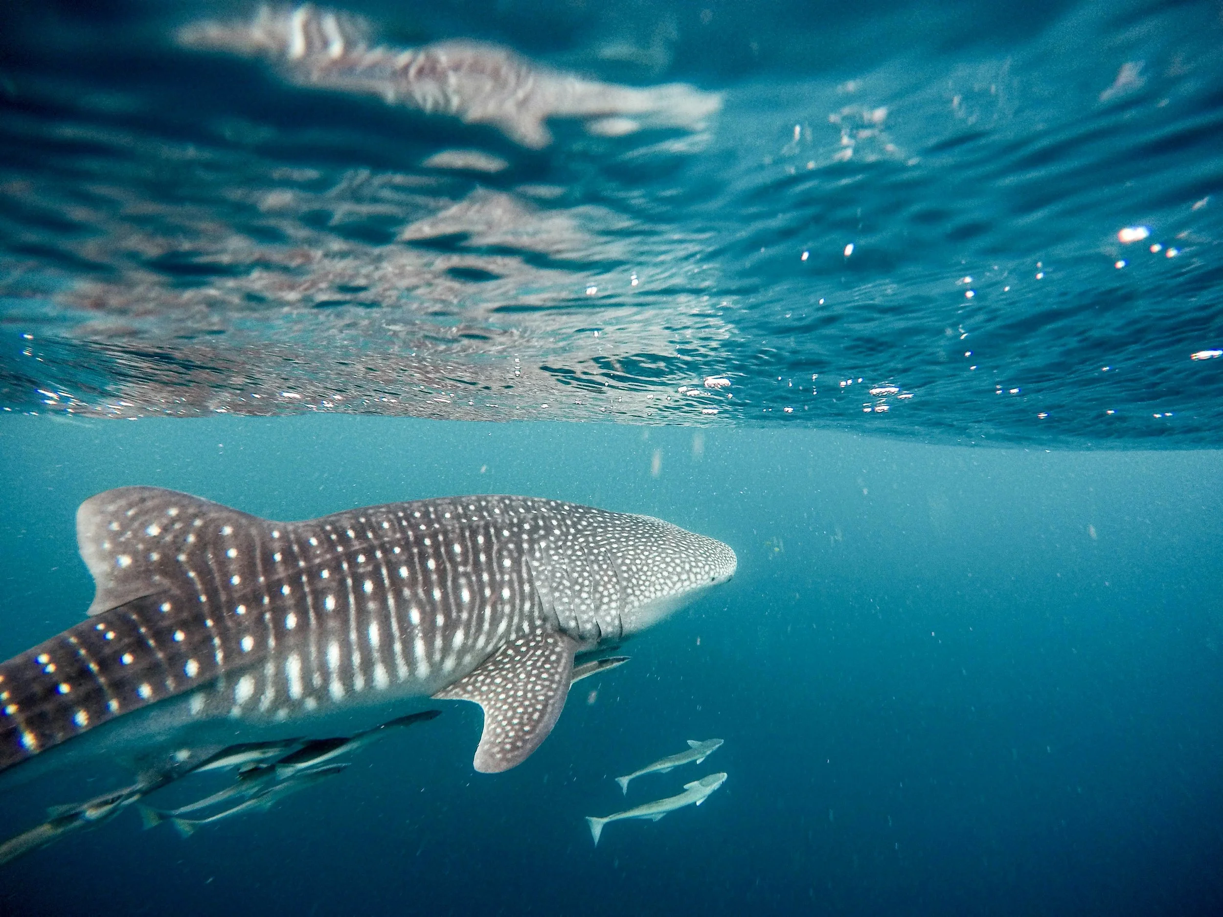 Underwater view of a spotted fish swimming near a larger fish with visible scales, against a blue ocean background with light reflections.