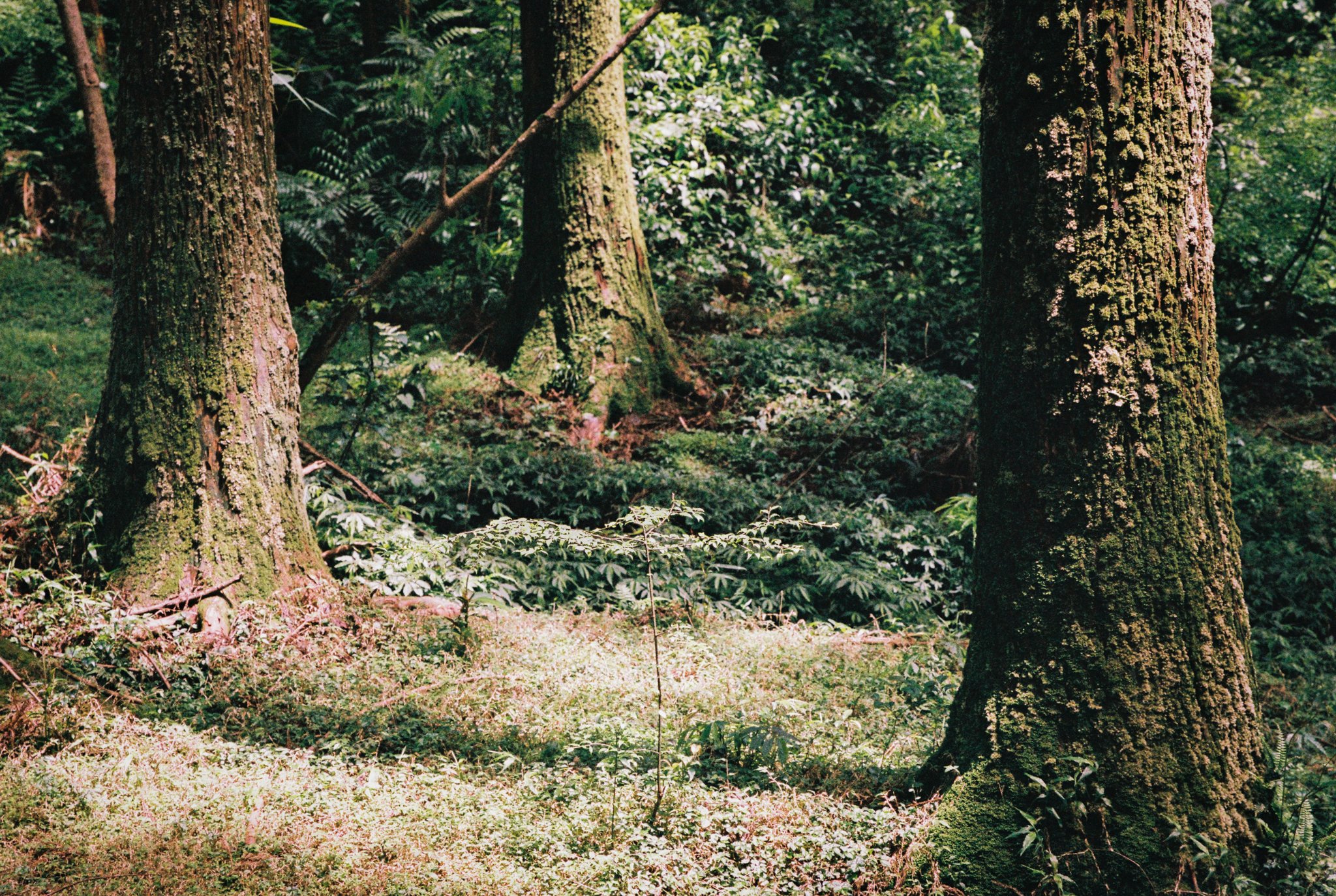 Forest scene with mossy tree trunks and lush greenery